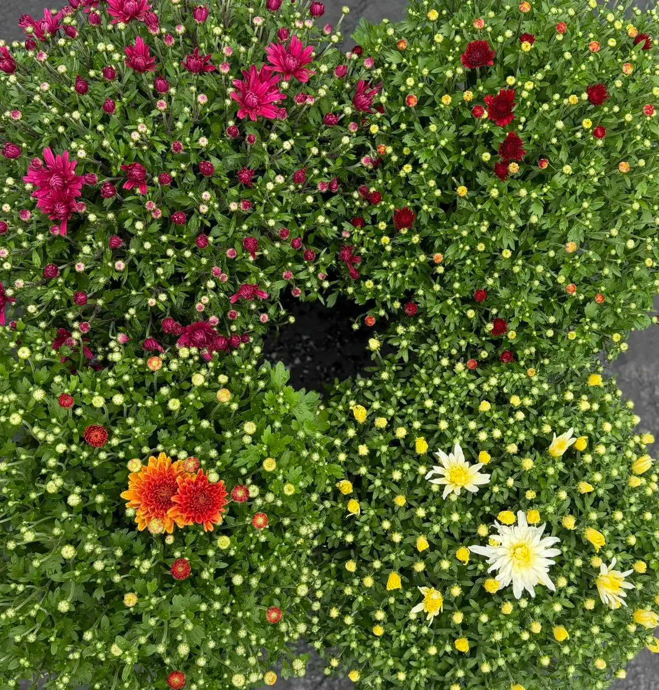 Potted fall mums with magenta, red, orange, white and yellow blooms