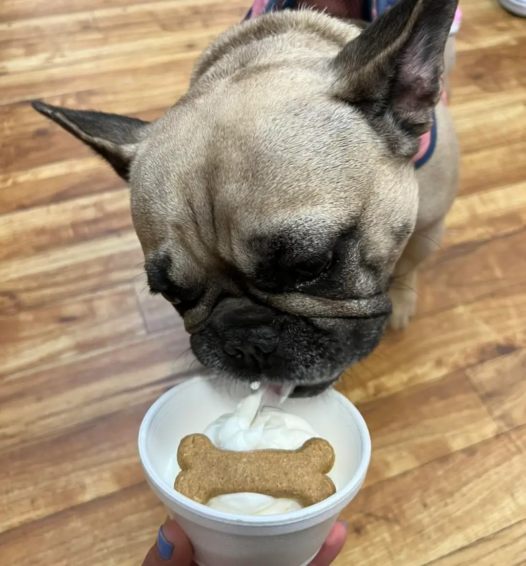 French bulldog licking a cup of soft serve topped with a bone-shaped dog biscuit