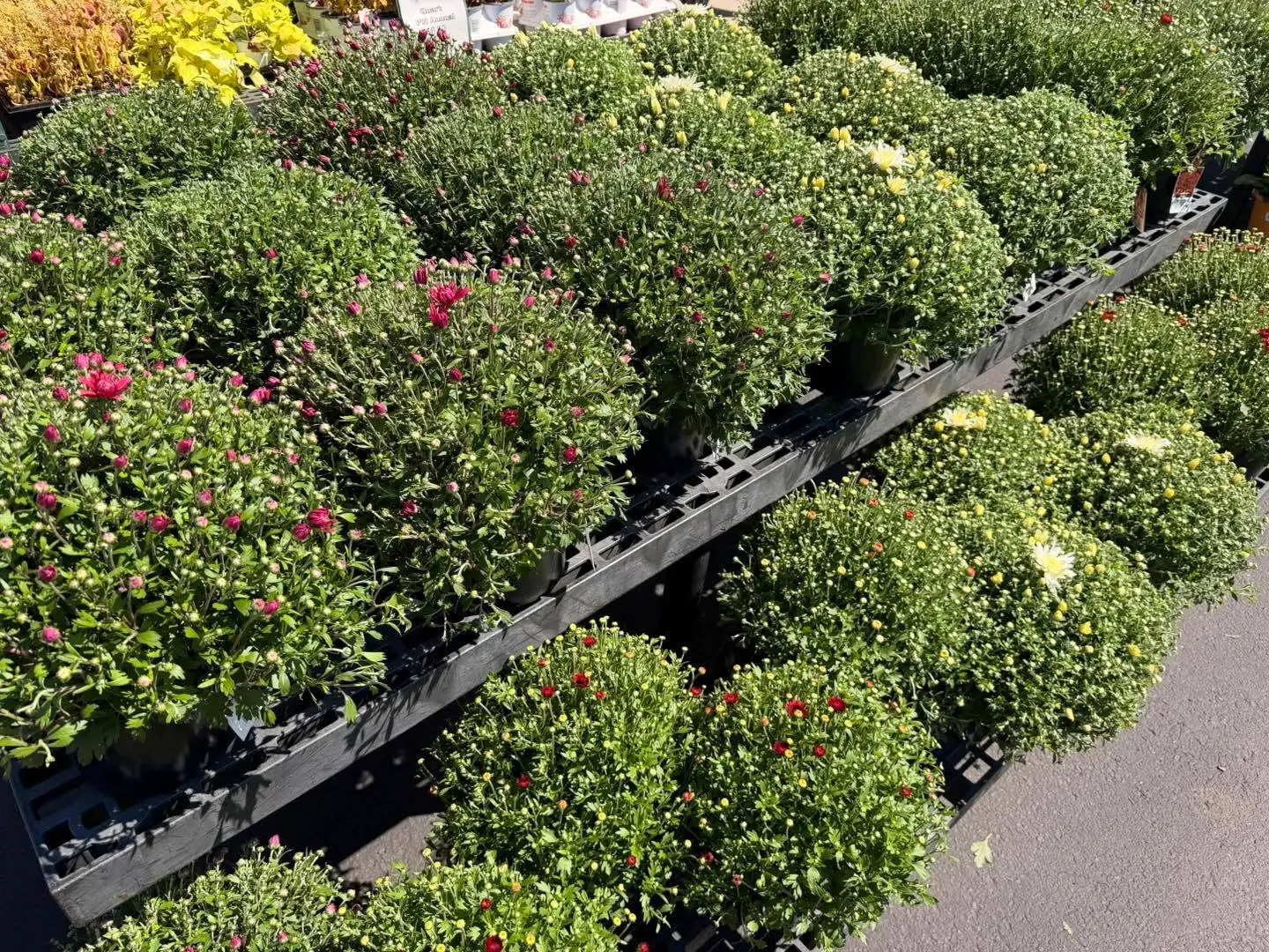 Rows of potted mums in bud on black nursery racks
