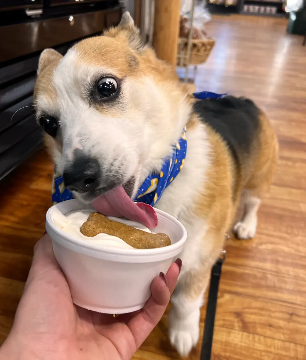 Corgi licking a pup sundae topped with a dog biscuit