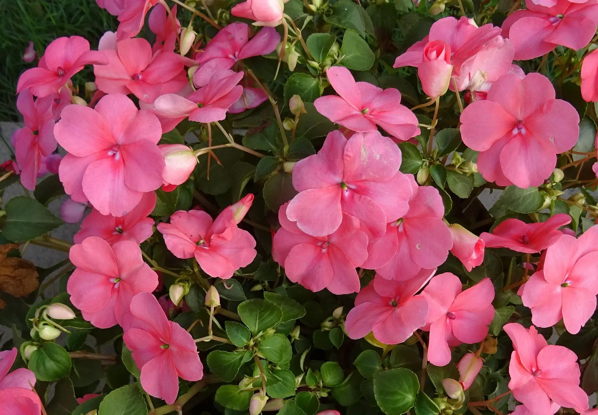 Pink impatiens in bloom